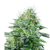 AUTO STRAWBERRY BANANA – ANESIA SEEDS